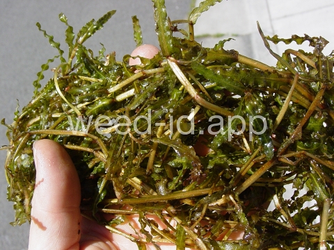 pondweed, curlyleaf